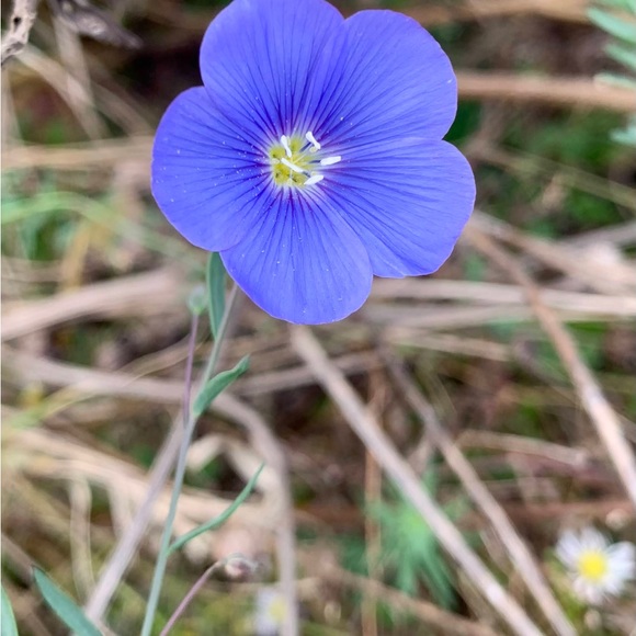 🌸 Bundle & Save 🌸 - Picture 6 of 16